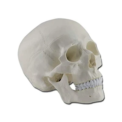 Abbildung von Gima 3 teiliges, sehr detailliertes anatomisches Modell des menschlichen Schädels, 1X Vergrößerung