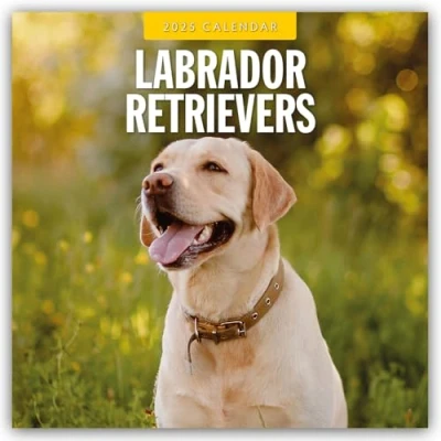 Abbildung von Labrador Retrievers Retriever 2025 16 Monatskalender: Original Red Robin Publishing Ltd Kalender [Mehrsprachig] [Kalender] (Wall Kalender)