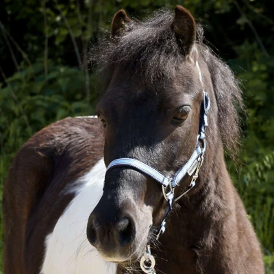 Abbildung von Kavalkade Halfter Shorty Blau Mini Shetland