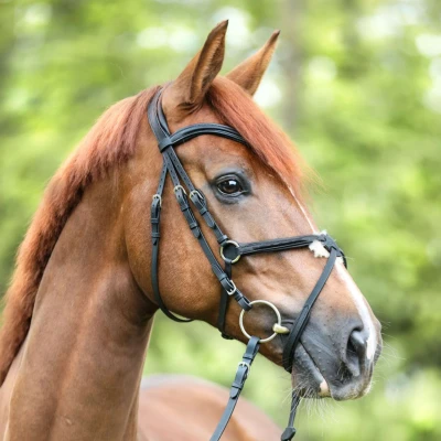 Abbildung von Kavalkade Zaum Everado Mexikanisch Schwarz Warmblut