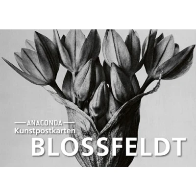 Abbildung von Postkarten Set Blossfeldt: 18 Kunstpostkarten aus hochwertigem Karton. ca. 0,28 pro Karte (Anaconda Postkarten, Band 89)