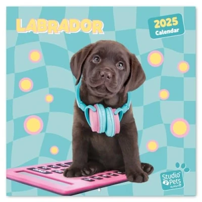 Abbildung von Grupo Erik Kalender 2025 Wandkalender Studio Pets Labrador Familienplaner 30 x cm Jahreskalender 12 Monate