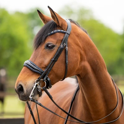 Abbildung von HB Showtime Double Bridle All You Needed