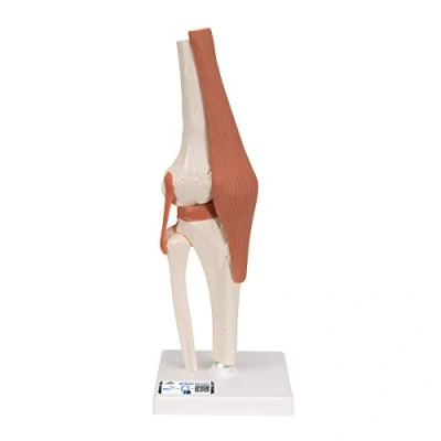 Abbildung von 3B Scientific Smart Anatomy A82 Kniegelenk + kostenlose Anatomie App