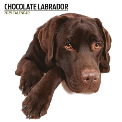 Abbildung von Labrador Chocolate 2025 Moderner Kalender