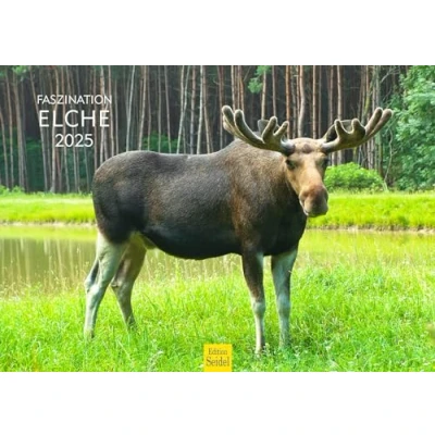 Abbildung von Edition Seidel Premium Kalender Faszination Elche 2025 Format DIN A3 Wandkalender Tierkalender Skandinavien Wildtiere Waldtiere Elch Kuh Hirsch Kalb