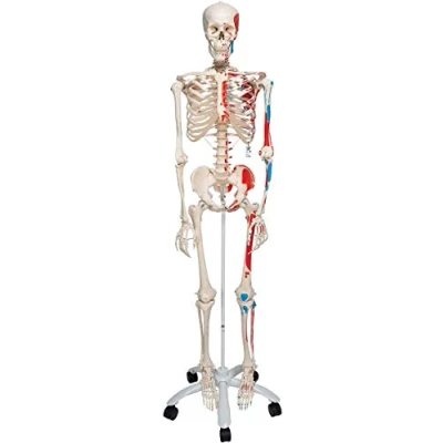 Abbildung von 3B Scientific Menschliche Anatomie Skelett Max mit Muskeldarstellung und Nummerierung Lebensgroß, inkl. kostenlose App A11 als Lernmodell oder Lehrmittel Smart Anatomy