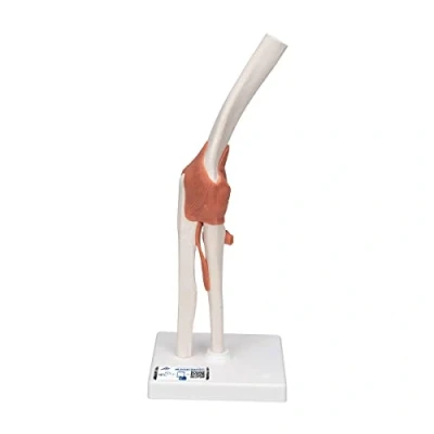 Abbildung von 3B Scientific Smart Anatomy A83 Ellenbogengelenk + kostenlose Anatomie App