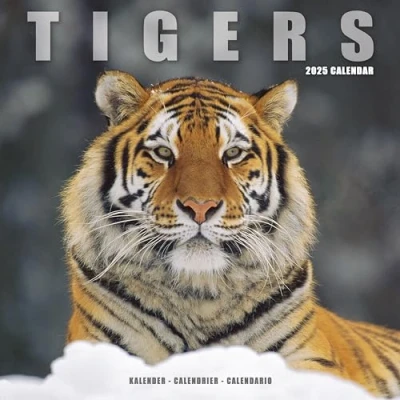 Abbildung von Tigers Tiger 2025 16 Monatskalender: Original Avonside Kalender [Mehrsprachig] [Kalender] (Wall Kalender)