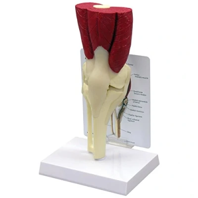 Abbildung von GPI Anatomicals 1060 Knie Modell mit Muskeln