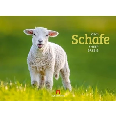 Abbildung von Schafe Kalender 2025, Wandkalender im Querformat (45x33 cm) Tierkalender