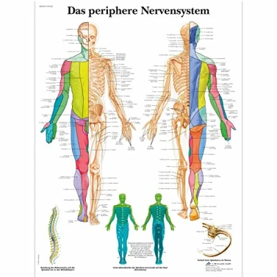 Abbildung von 3B Scientific Lehrtafel laminiert Das periphere Nervensystem