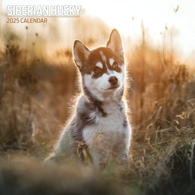 Abbildung von Siberian Husky 2025 Traditioneller Kalender
