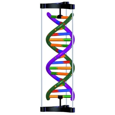 Abbildung von 3B Scientific DNA Doppelhelix Modell, Studenten Kit