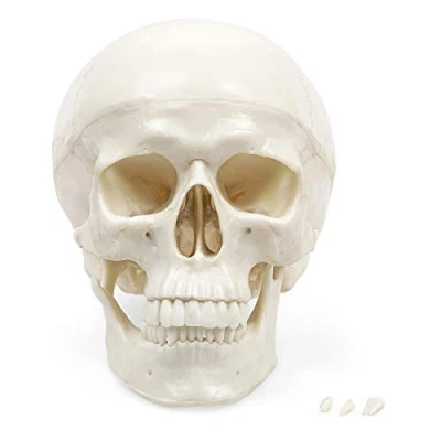 Abbildung von Elementary Anatomy Schädel Modell Der Budget Lebensgroßes Menschlicher 3 teilig Halloween