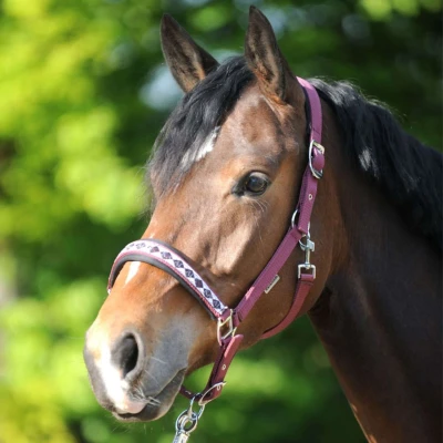 Abbildung von Kavalkade Perlon Halfter Classic Bordeaux Pony