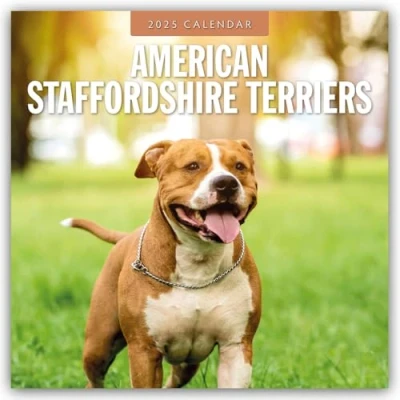 Abbildung von American Staffordshire Terriers Terrier 2025 16 Monatskalender: Original Red Robin Publishing Ltd Kalender [Mehrsprachig] [Kalender] (Wall Kalender)