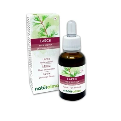 Abbildung von Larch oder Lärche (Larix decidua) Bach Blüten Naturalma Tropfen 30 ml Alkoholfreier Flüssigextrakt Blütenessenzen Vegan und alkoholfrei