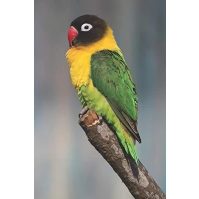 Abbildung von Schwarzköpfchen: Notizbuch / Tagebuch Vogel DIN A5 120 Seiten punktiert Punkteraster Geschenk Papagei