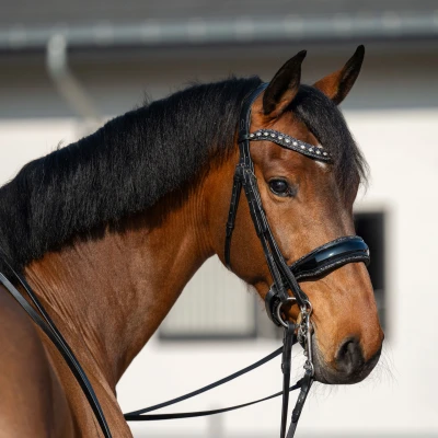 Abbildung von HB Showtime Double Bridle One in a Million