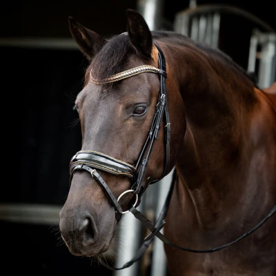 Abbildung von HB Showtime Zaum Golden Dreams Schwarz/Gold Funkeln Warmblut Agradi.deVerkauft von Agradi