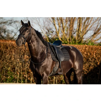 Abbildung von HB Showtime Schabracke Glitty Dressur Schwarz Warmblut