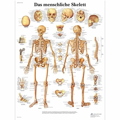 Abbildung von 3B Scientific Lehrtafel Das menschliche Skelett, VR0113UU