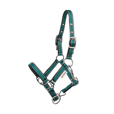 Abbildung von Kavalkade Shetty Halter Shorty