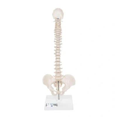 Abbildung von 3B Scientific Menschliche Anatomie Mini Wirbelsäulenmodell auf Stativ, elastisch + kostenlose App Smart Anatomy, A18/21