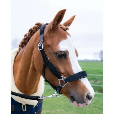 Abbildung von HB Halfter Showtime Velvet Little Sizes Schwarz/Schwarz Funkeln A Pony Agradi.deVerkauft von Agradi