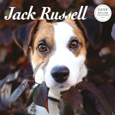 Abbildung von Jack Russell Deluxe Kalender 2025
