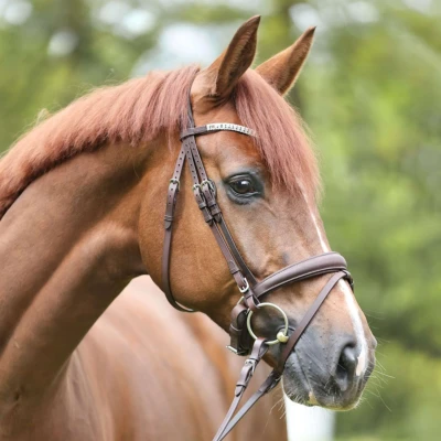 Abbildung von Kavalkade Zaum Everlyn Englisch Braun Warmblut
