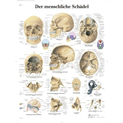 Abbildung von 3B Scientific Lehrtafel Der menschliche Schädel, 67x50x0,1cm, VR0131UU, Schwarz