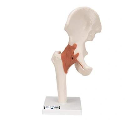 Abbildung von 3B Scientific Menschliche Anatomie Hüftgelenk Funktionsmodell + kostenlose App Smart Anatomy, A81