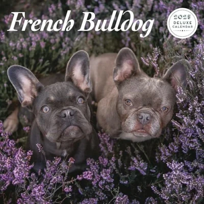 Abbildung von Französische Bulldogge 2025 Deluxe Kalender