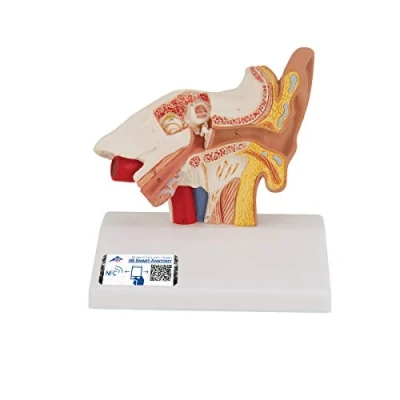 Abbildung von 3B Scientific Smart Anatomy E12 Ohrmodell, Tischgröße, 1,5 fach vergrößert + kostenlose Anatomie App