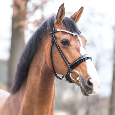 Abbildung von Kavalkade Trense Florina KavalSH4 Rundgenäht Schwarz Warmblut Agradi.deVerkauft von Agradi