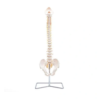 Abbildung von Elementary Anatomy The Budget Spine: Lebensgroßes flexibles menschliches Wirbelsäulenmodell