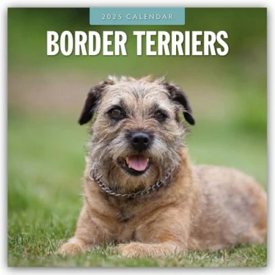 Abbildung von Border Terriers Terrier 2025 16 Monatskalender: Original Red Robin Publishing Ltd Kalender [Mehrsprachig] [Kalender] (Wall Kalender)