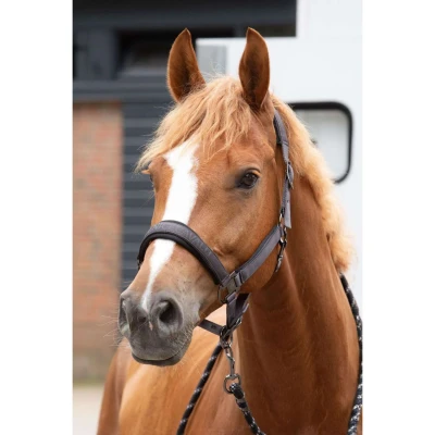 Abbildung von Harry&#039;s Horse SS25 Halsterset Satin Denici Cavalli Shadow