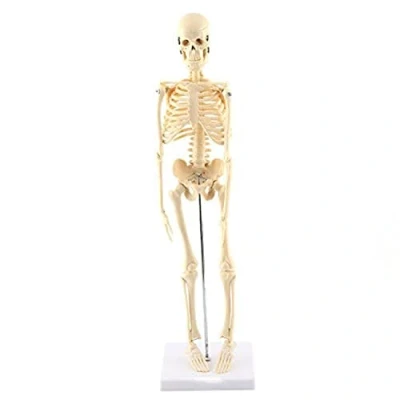 Abbildung von GAESHOW Kleines Anatomie Modell, Menschlichen Mini Skelett Anatomie, Skeletts Anatomisches Lehrwerkzeug mit PVC Basis, Modell Abnehmbarer Totenkopfkappe, 45 cm