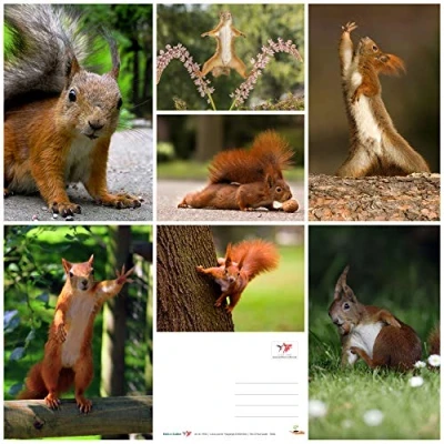 Abbildung von EDITION COLIBRI Tier Postkarten Set: Eichhörnchen, 7 verschiede Motive, Kinder, A6, Mitgebsel Kindergeburtstag, Geschenk Grundschüler, Adventskalender