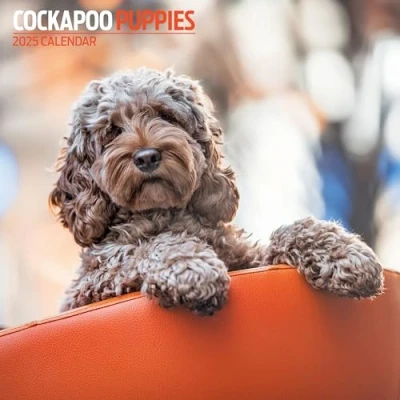 Abbildung von Cockapoo Puppies Kalender 2025