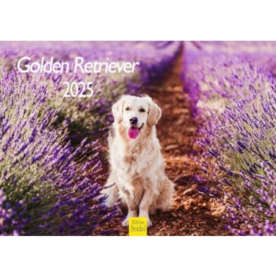 Abbildung von Edition Seidel Premium Kalender Golden Retriever 2025 Format DIN A4 Wandkalender Hundekalender Hund Welpe Hunderasse Haustier