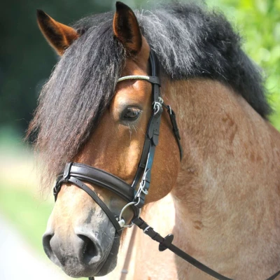 Abbildung von Kavalkade Draft Horse Bridle Clinchesse
