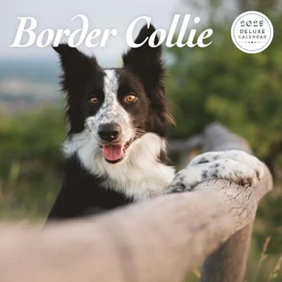 Abbildung von Border Collie Deluxe Kalender 2025