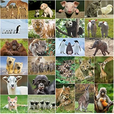 Abbildung von Edition Colibri Tierpostkarten Set: 24 verschiedene Tierbabies, Postkarten von süßen Tierkindern für Kinder/Freunde, Toll den Adventskalender! (TK 03)