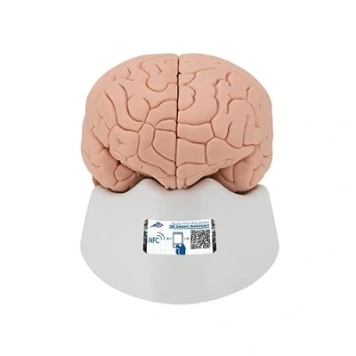 Abbildung von 3B Scientific Menschliche Anatomie Gehirnmodell, 4 teilig + kostenlose App Smart Anatomy