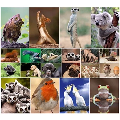 Abbildung von EDITION COLIBRI Tierpostkarten Set: 20 Tiere aus der ganzen Welt, lustige, niedliche Postkarten für Kinder/Freunde, Motivationskarten, Coachingkarten, Adventskalender (COL 10651)