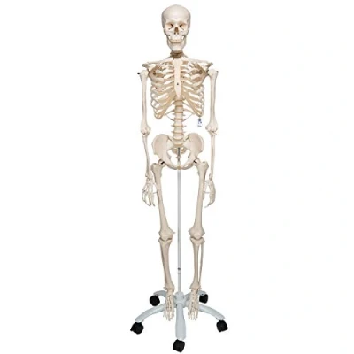Abbildung von 3B Scientific Anatomie, A10 Skelettmodell, klassisch + kostenlose Anatomie App Smart Anatomy